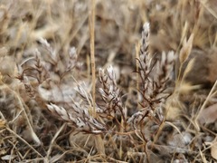 Polygonum bidwelliae
