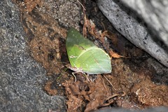 Charaxes eupale veneris