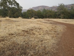 Polygonum bidwelliae