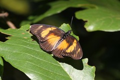 Pseudacraea lucretia