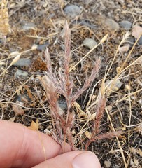 Polygonum californicum