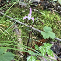 Triphora trianthophoros trianthophoros