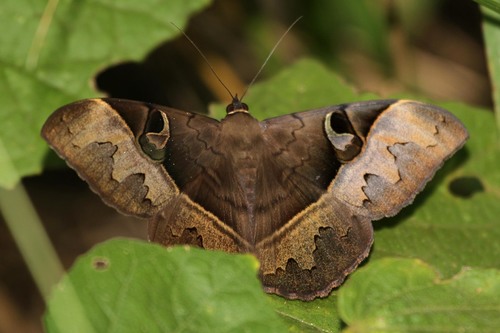 Cyligramma fluctuosa