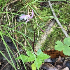 Triphora trianthophoros trianthophoros