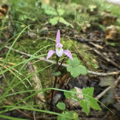 Triphora trianthophoros trianthophoros