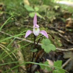 Triphora trianthophoros trianthophoros