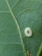 Neuroterus umbilicatus