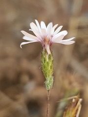 Lessingia nemaclada