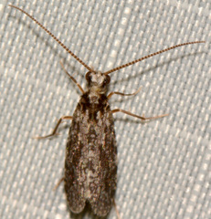 Annulipalpia