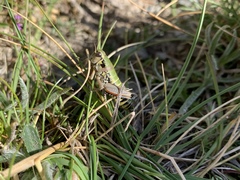 Cophopodisma pyrenaea