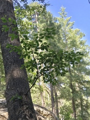 Alnus oblongifolia