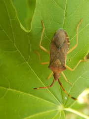 Gonocerus