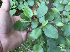 Alnus oblongifolia