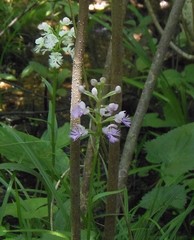 Platanthera grandiflora