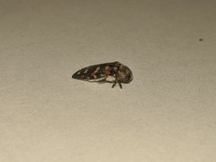 Acmaeodera gibbula