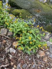 Arnica lanceolata prima