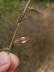 Cordylanthus pilosus trifidus