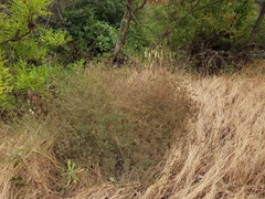 Cordylanthus pilosus trifidus