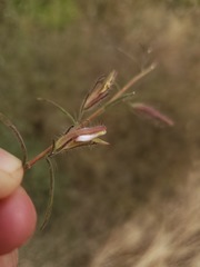 Cordylanthus pilosus trifidus