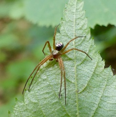 Philodromus marxi
