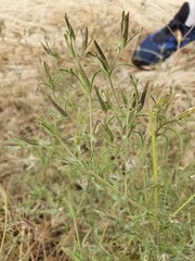 Cordylanthus pilosus trifidus