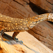 Perentie - Photo (c) Christopher Lance, some rights reserved (CC BY-NC-ND)