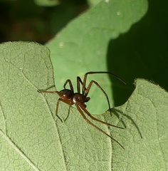 Philodromus marxi