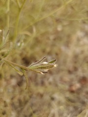 Cordylanthus pilosus trifidus