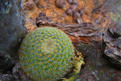 Mammillaria flavicentra