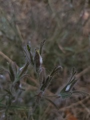 Cordylanthus pilosus trifidus