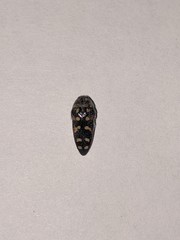 Acmaeodera gibbula