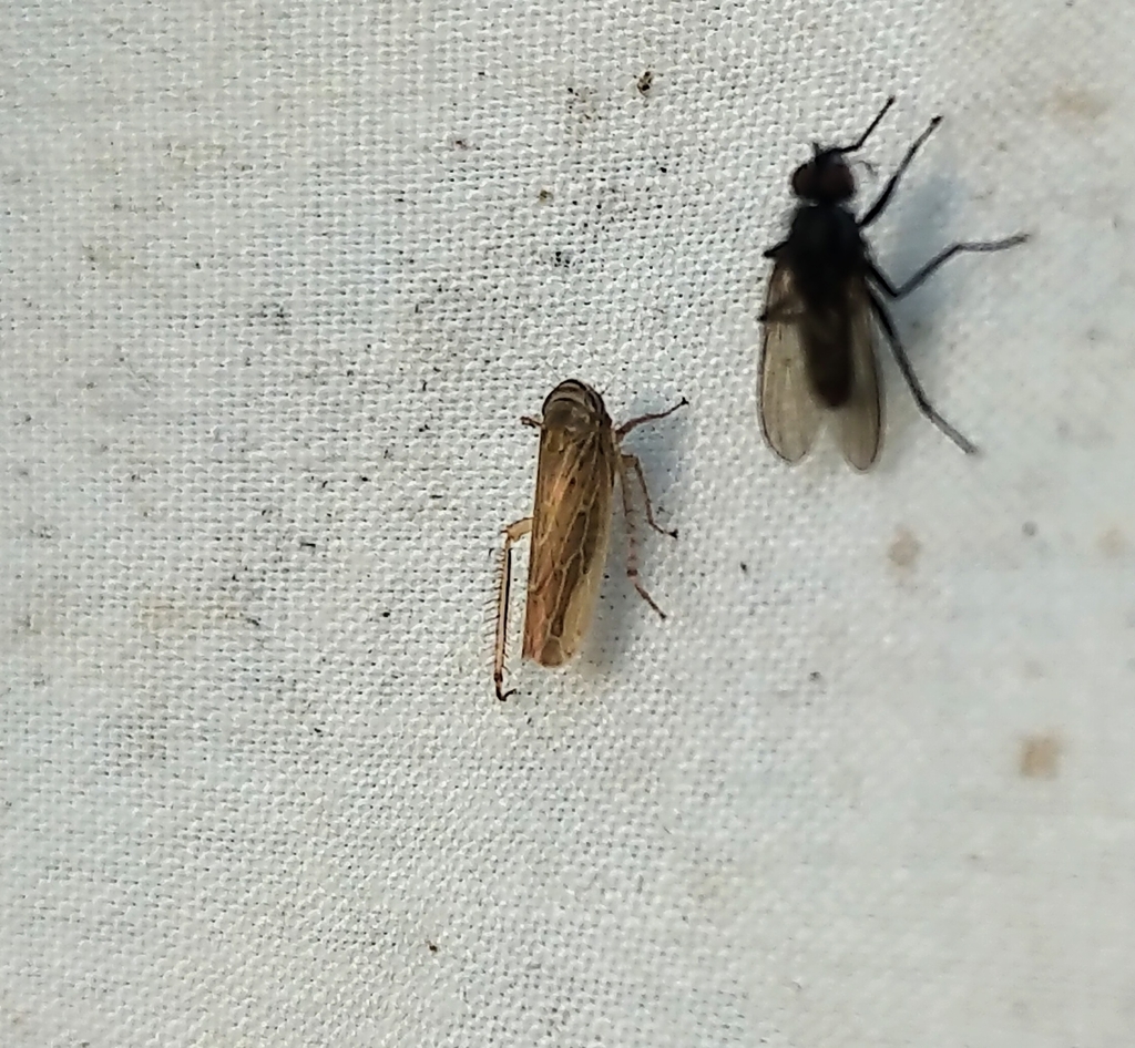 Leafhopper