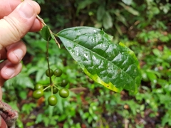 Desmopsis microcarpa