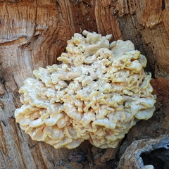 Laetiporus sulphureus
