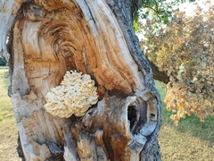 Laetiporus sulphureus