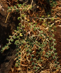 Ziziphus nummularia