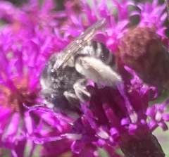 Melissodes denticulatus