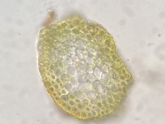 Platyhypnum duriusculum