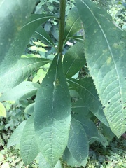 Neolasioptera vernoniae