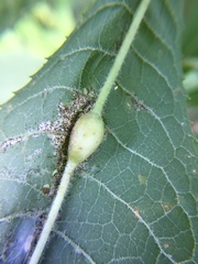 Neolasioptera vernoniae