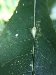 Neolasioptera vernoniae