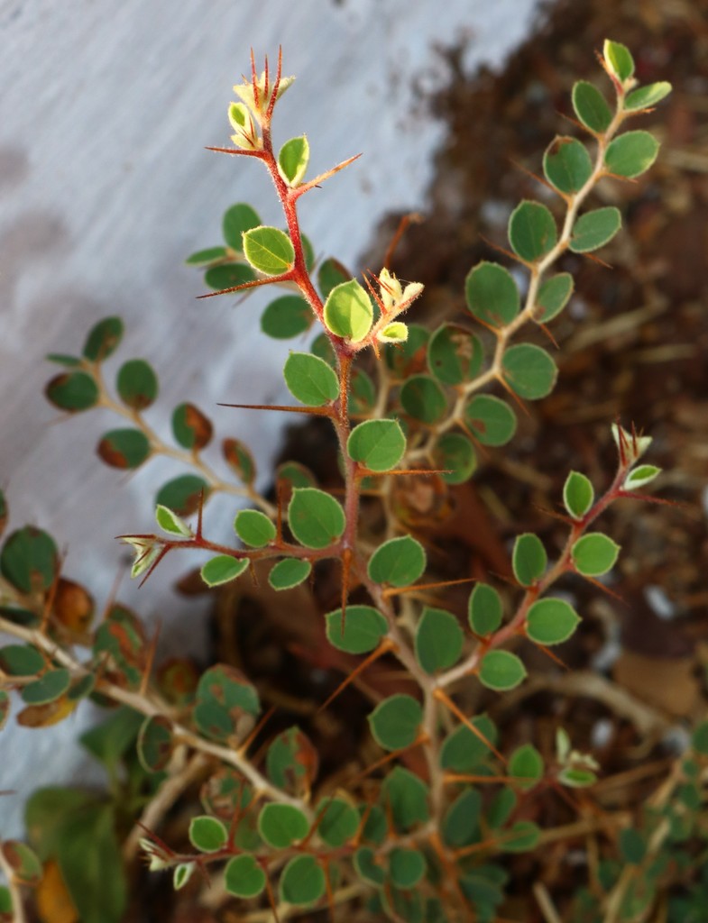 Ziziphus nummularia (Ziziphus nummularia)