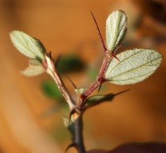 Ziziphus nummularia