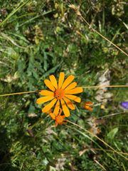 Jacobaea abrotanifolia