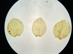 Platyhypnum duriusculum