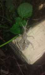 Harpactor tuberculosus