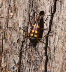 Typocerus