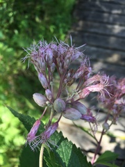 Anthodiplosis eutrochii