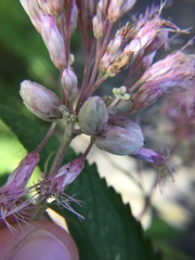 Anthodiplosis eutrochii