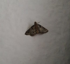 Lepidoptera